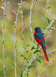 Image. Long-tailed Minivet