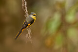 Image. Long-tailed Minivet