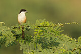 Image. Long-tailed Shrike
