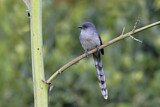 Image. Long-tailed Sibia