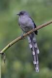 Image. Long-tailed Sibia