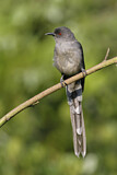 Image. Long-tailed Sibia