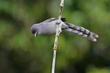 Image. Long-tailed Sibia