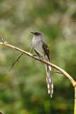 Image. Long-tailed Sibia