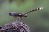 Image. Long-tailed Sibia