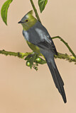 Image. Long-tailed Silky-flycatcher