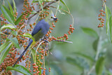 Image. Long-tailed Silky-flycatcher