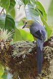 Image. Long-tailed Silky-flycatcher