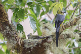 Image. Long-tailed Silky-flycatcher