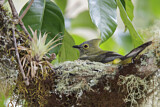 Image. Long-tailed Silky-flycatcher