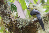 Image. Long-tailed Silky-flycatcher