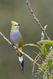 Image. Long-tailed Silky-flycatcher