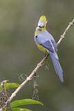 Image. Long-tailed Silky-flycatcher