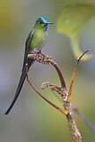 Image. Long-tailed Sylph