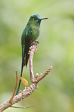 Image. Long-tailed Sylph