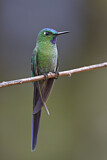 Image. Long-tailed Sylph