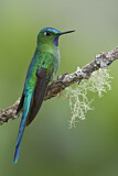 Image. Long-tailed Sylph