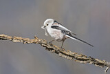 Image. Long-tailed Tit