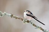 Image. Long-tailed Tit