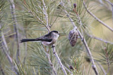 Image. Long-tailed Tit