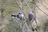 Image. Long-tailed Tit
