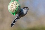 Image. Long-tailed Tit
