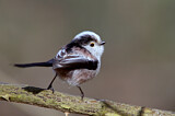 Image. Long-tailed Tit