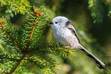Image. Long-tailed Tit