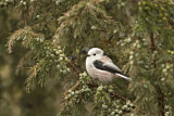 Image. Long-tailed Tit