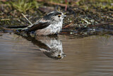Image. Long-tailed Tit