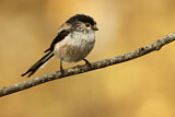 Image. Long-tailed Tit