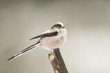 Image. Long-tailed Tit