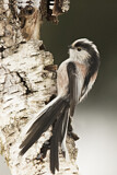 Image. Long-tailed Tit