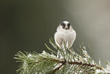 Image. Long-tailed Tit