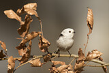 Image. Long-tailed Tit