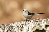 Image. Long-tailed Tit