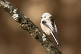 Image. Long-tailed Tit