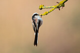Image. Long-tailed Tit