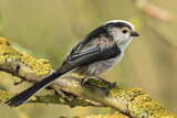 Image. Long-tailed Tit