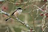 Image. Long-tailed Tit