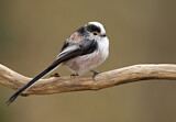 Image. Long-tailed Tit