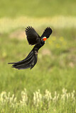 Image. Long-tailed Widowbird