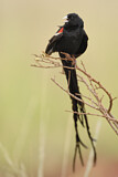 Image. Long-tailed Widowbird