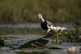Image. Long-toed Lapwing