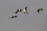 Image. Long-toed Lapwing