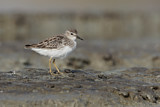 Image. Long-toed Stint