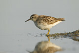 Image. Long-toed Stint
