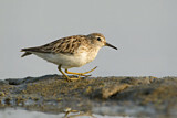 Image. Long-toed Stint