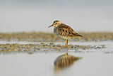Image. Long-toed Stint