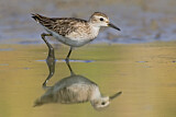 Image. Long-toed Stint